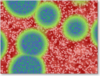 Infectious Disease