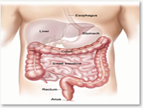 Liver and GI