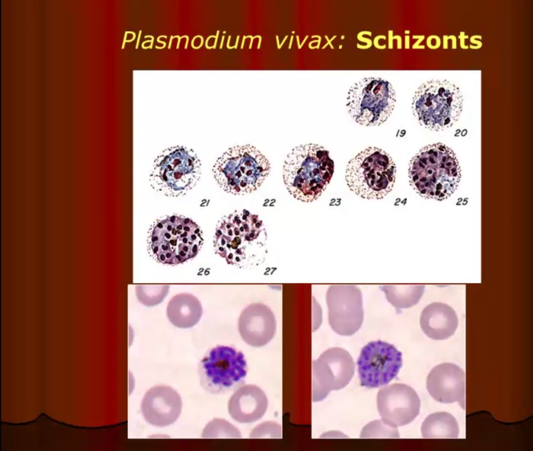 Review of Malaria and Plasmodium Species